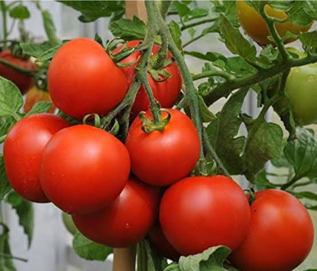 Tamato tamatar