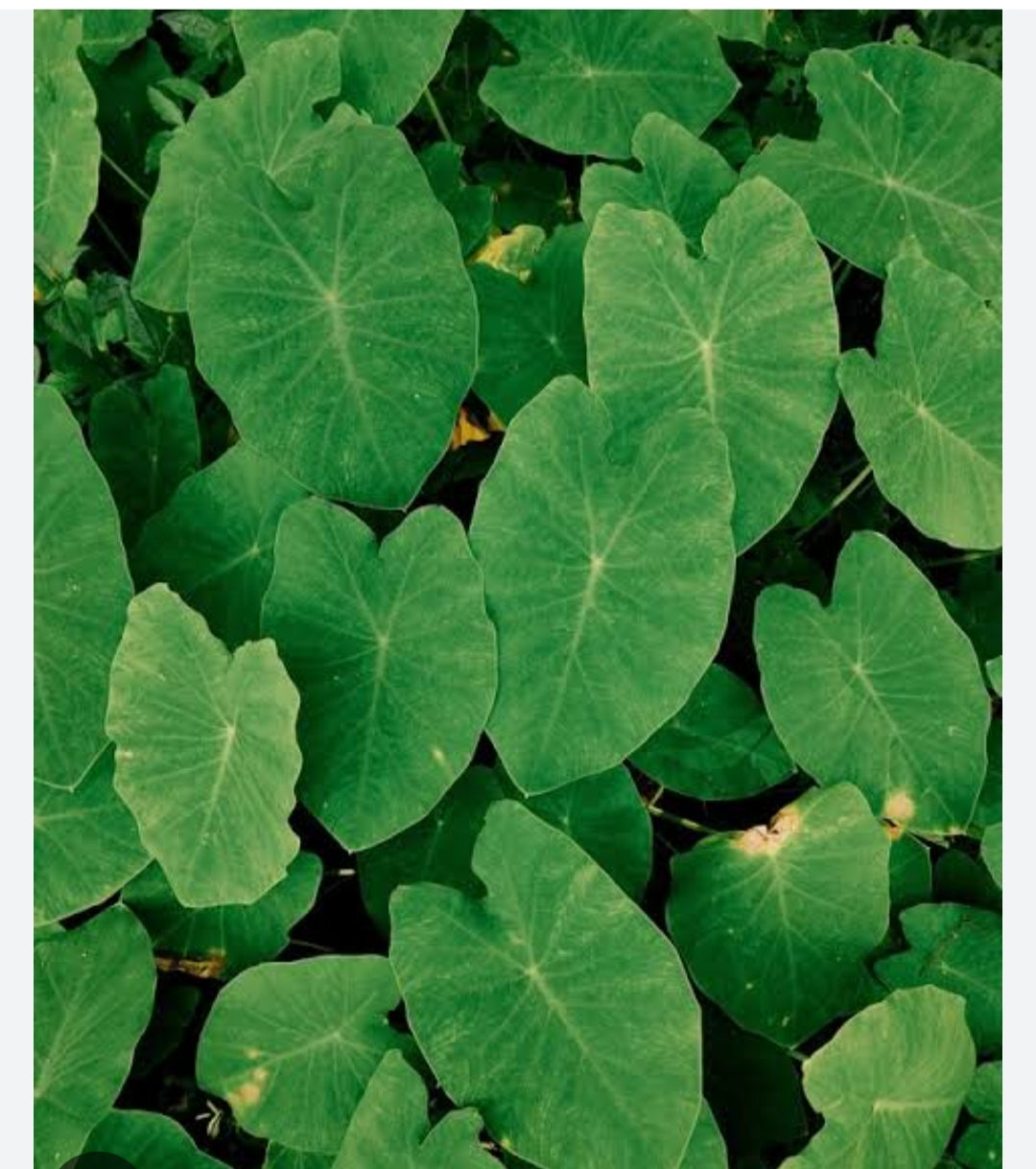 Arbi leaves ruiaya patta