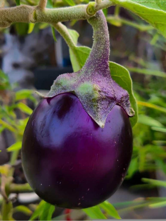 Gol baigan brinjal bhata