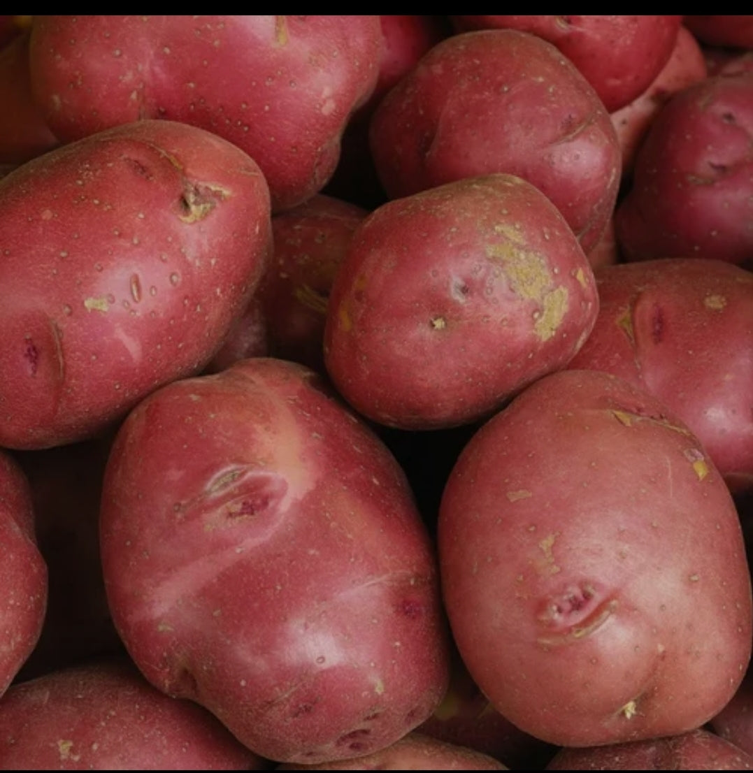 Lal patna aloo potato
