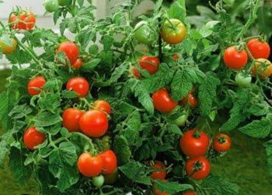 Tamato tamatar