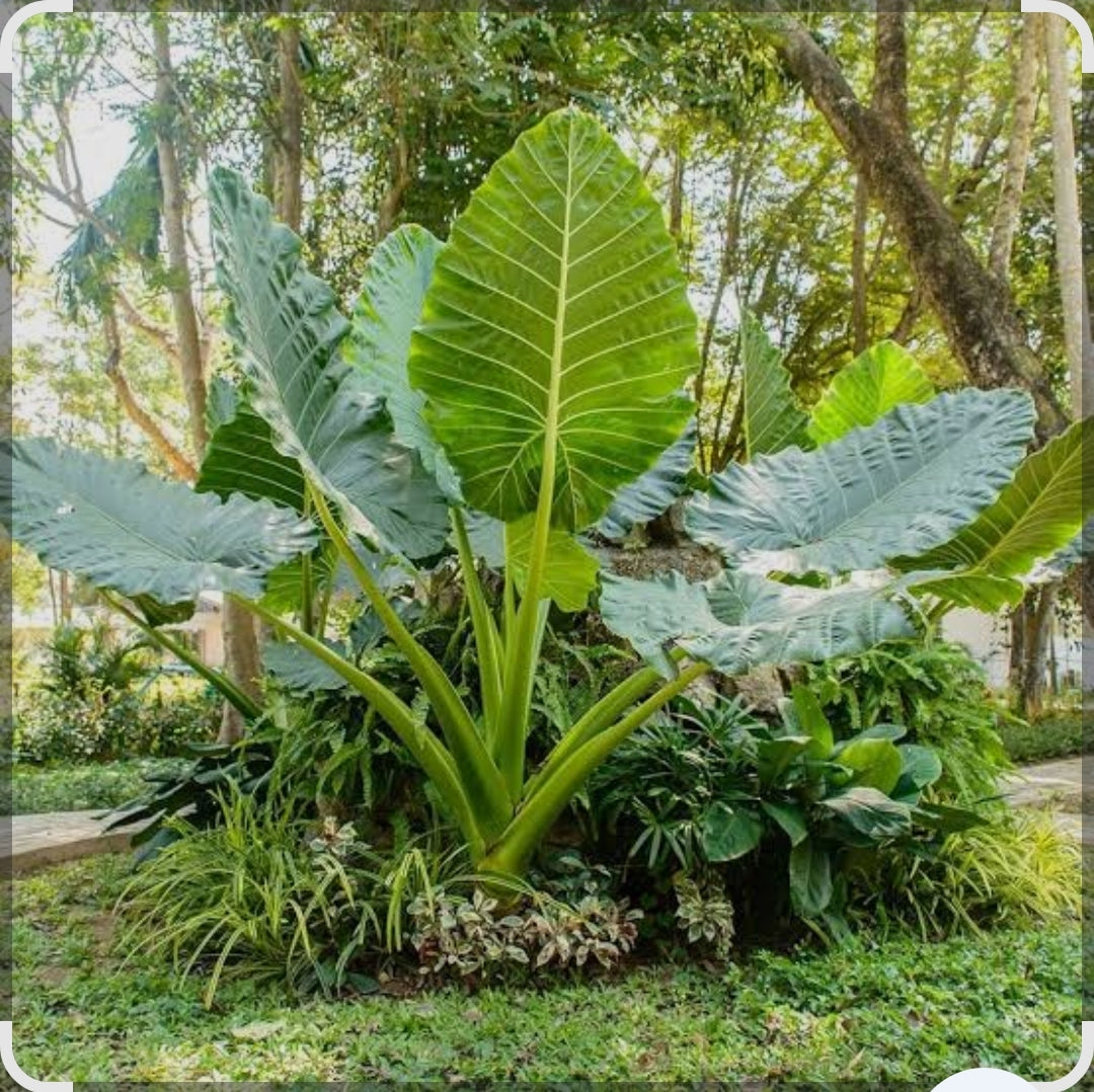 Arbi leaves ruiaya patta