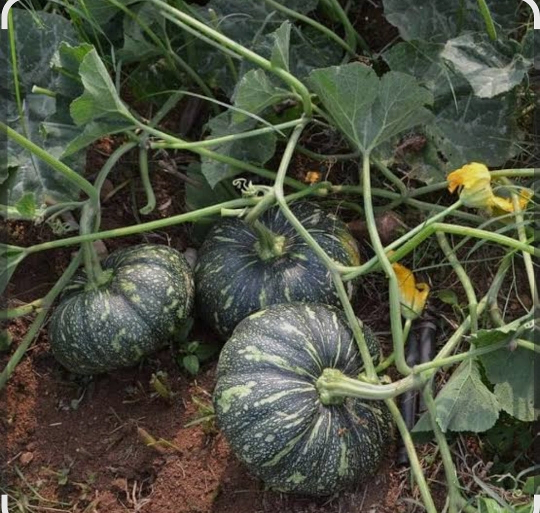 Pumpkin kaddu kumhada