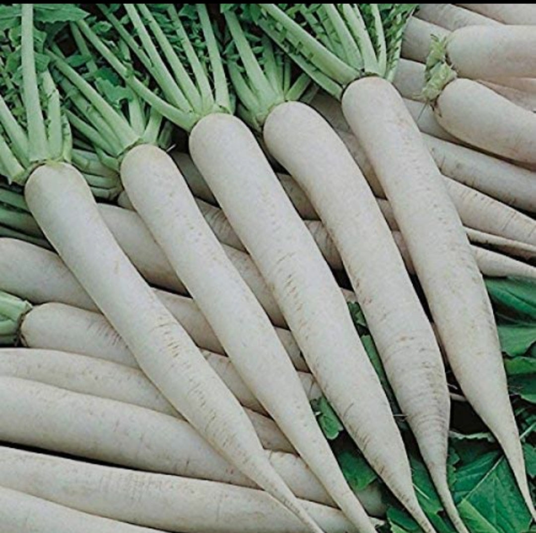 Radish muli