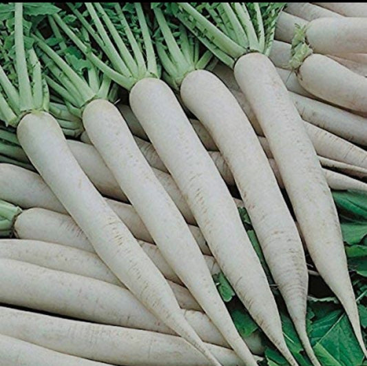 Radish muli