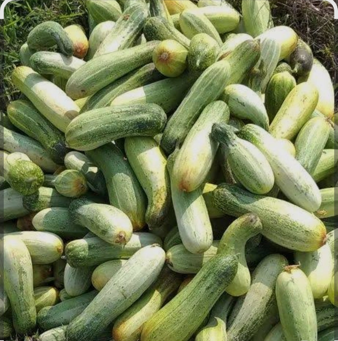 Special deshi cocomber Kheera