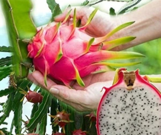 Dragon fruit