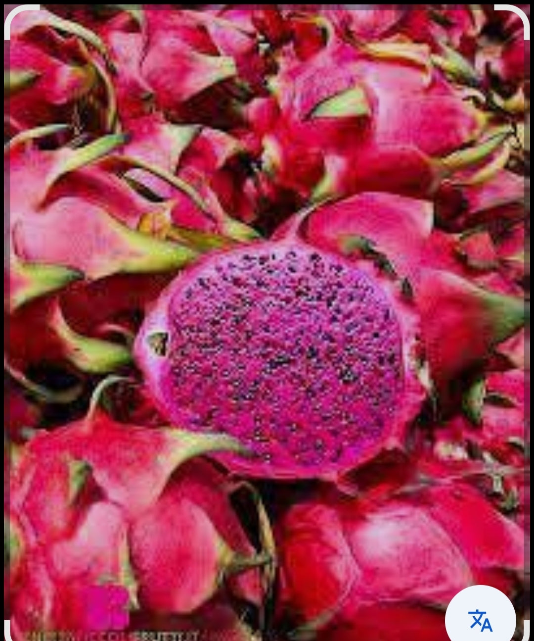 Dragon fruit