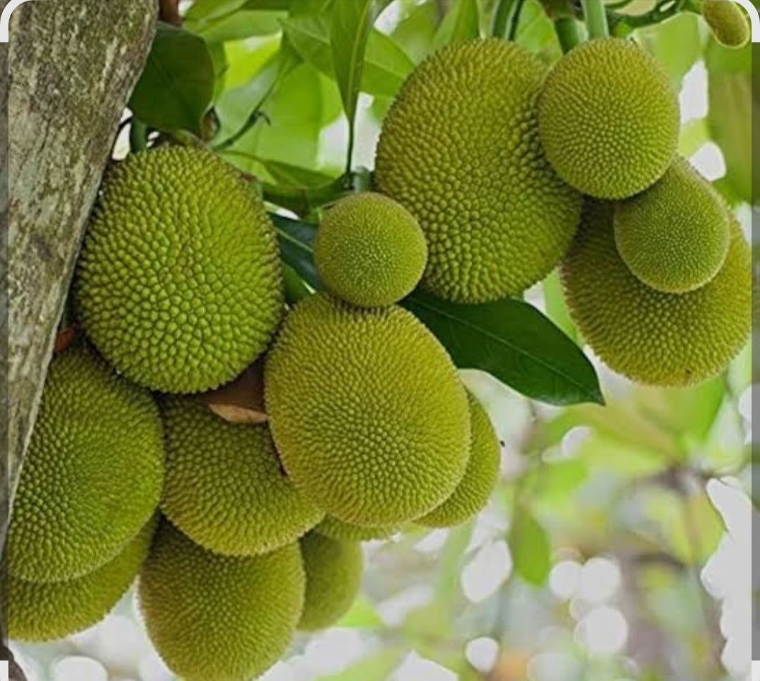 Jackfruit katahal