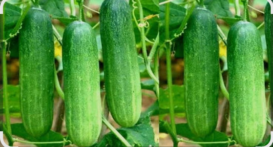 Cocomber Kheera