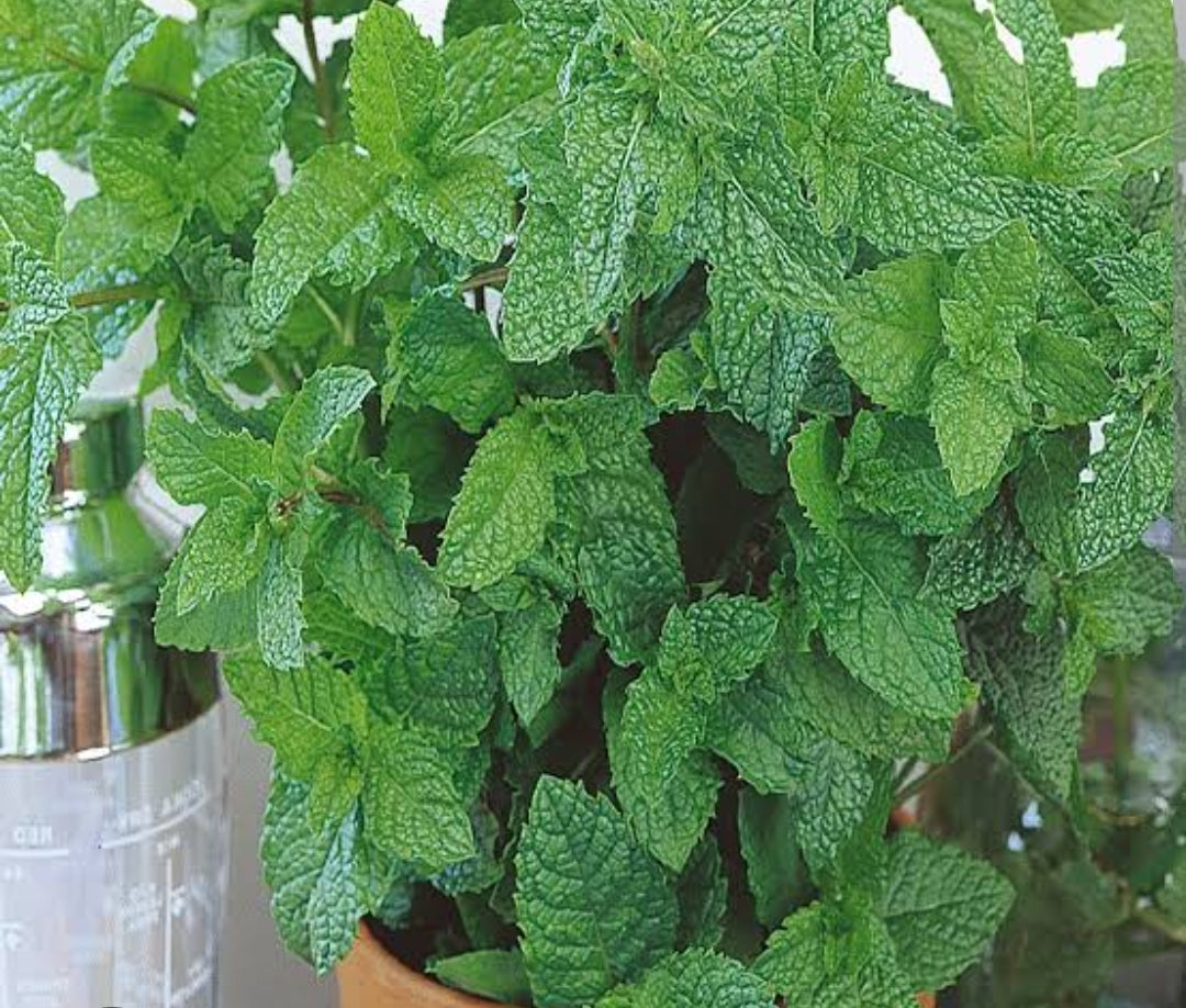 Pudeena mint
