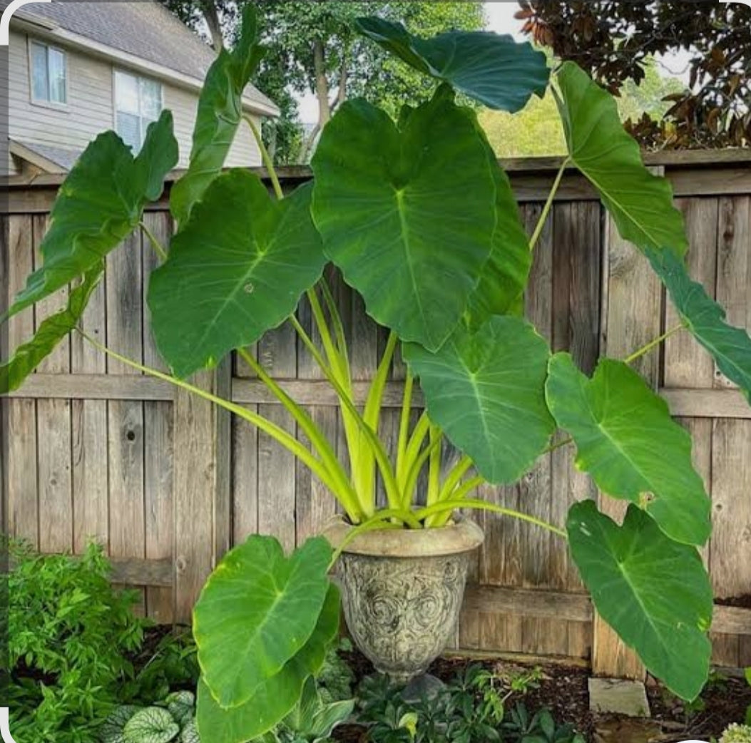 Arbi leaves ruiaya patta