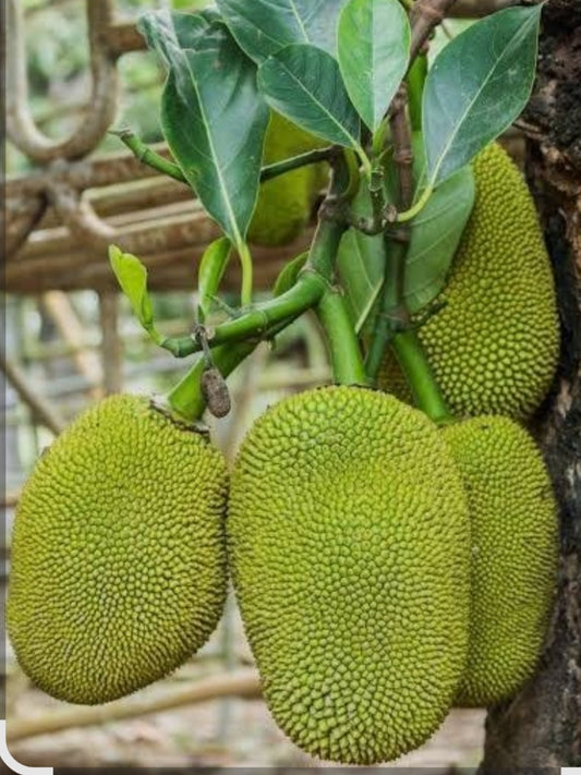 Jackfruit katahal