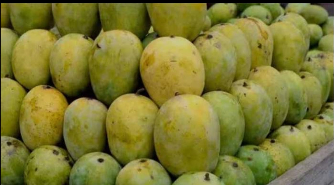 Langda aam mango