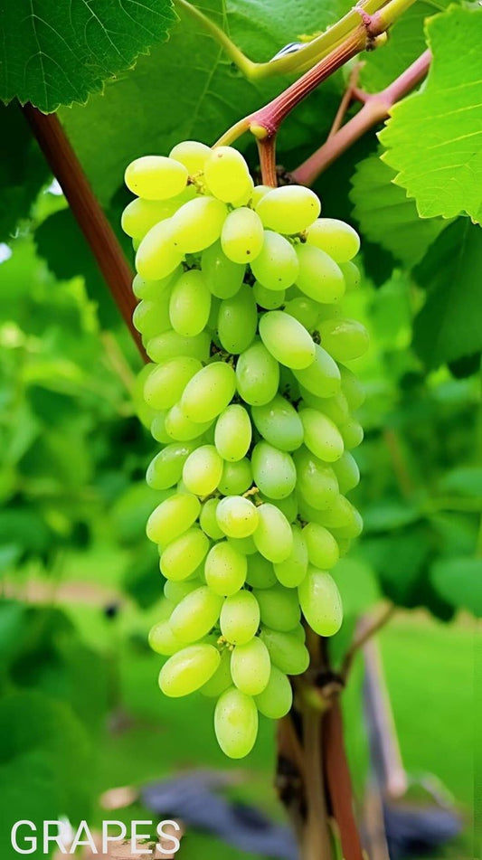 Grapes angoor