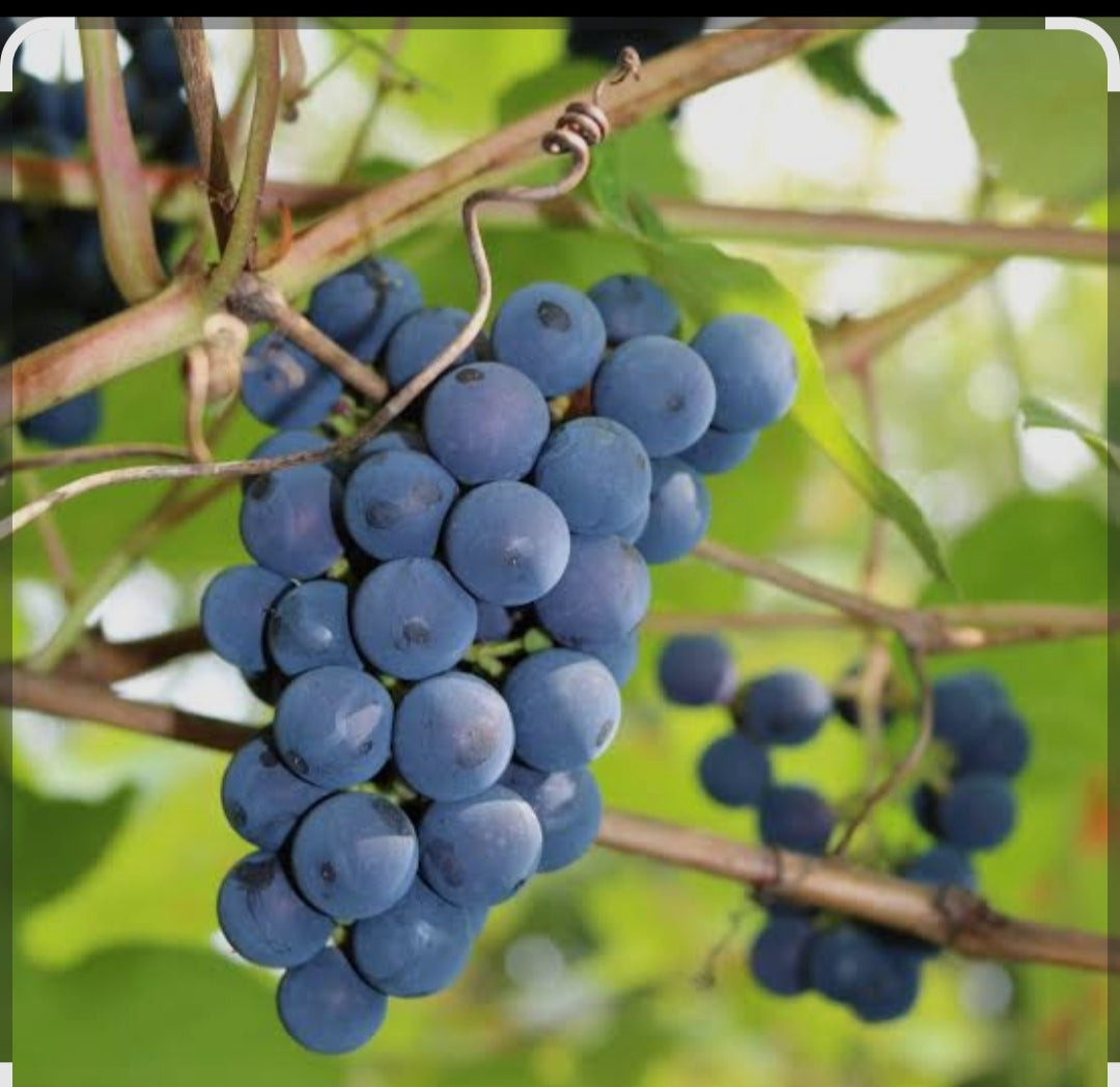 Black grapes