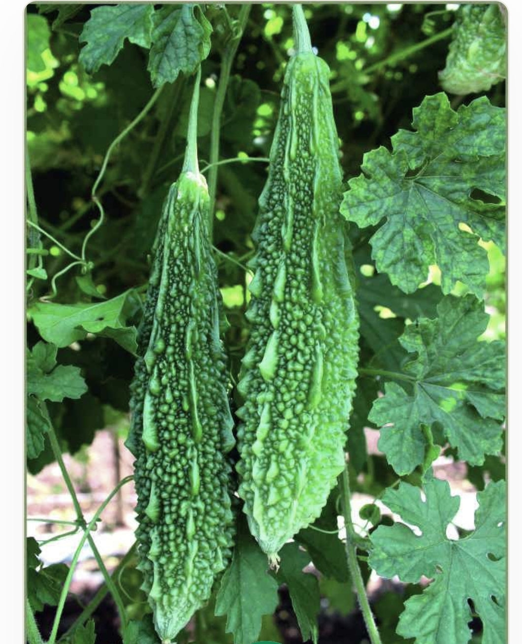 Karela bitter gourd