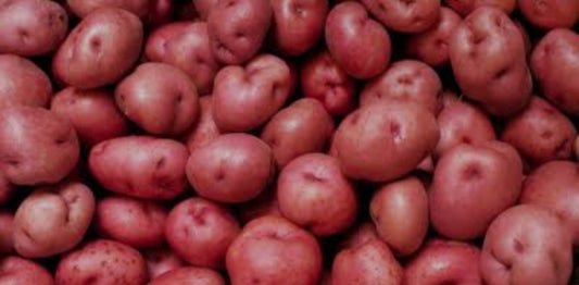 Lal patna aloo potato