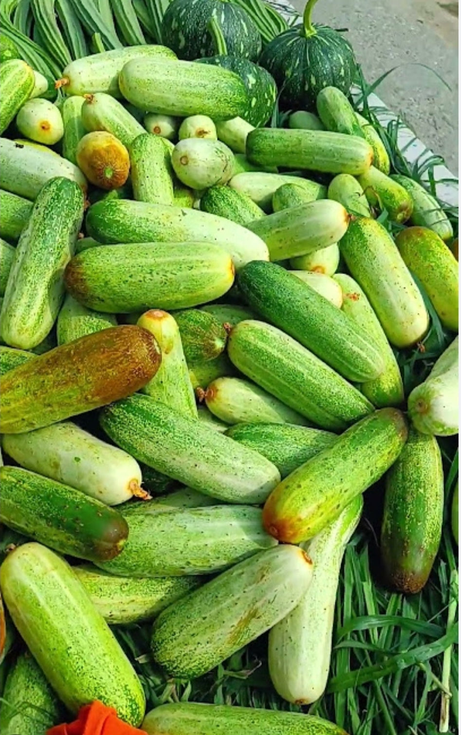 Special deshi cocomber Kheera