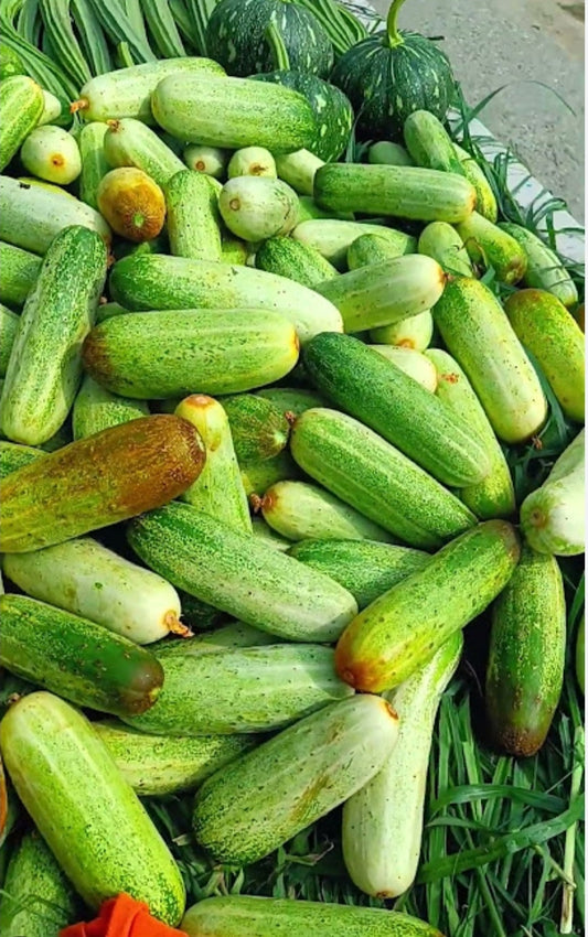 Special deshi cocomber Kheera