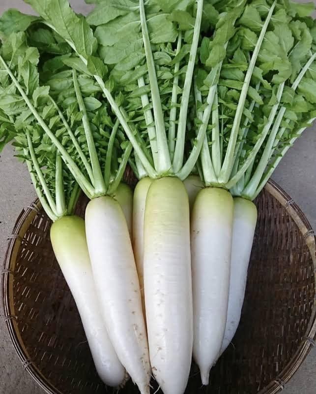 Radish muli