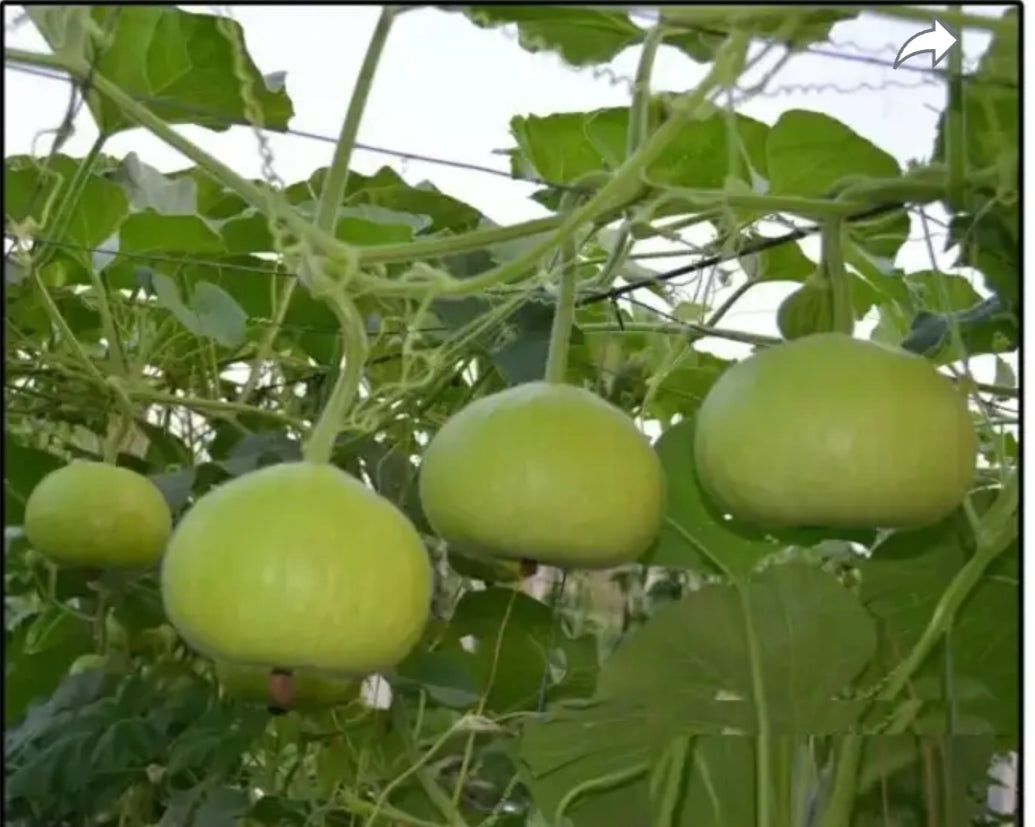 Bottle gourd lauki gol